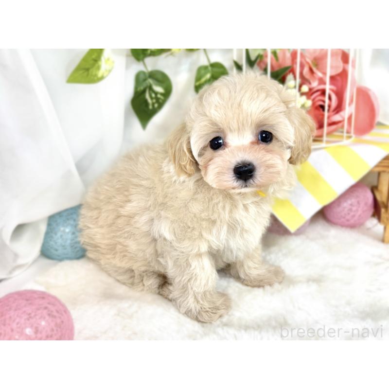 成約済の滋賀県のマルプー:マルチーズ×トイプードル-411747の3枚目